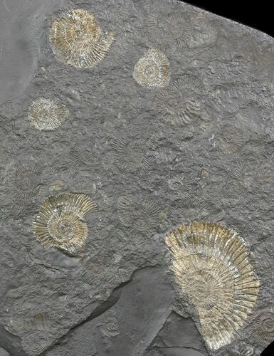 Dactylioceras Ammonite Cluster - Posidonia Shale #52925